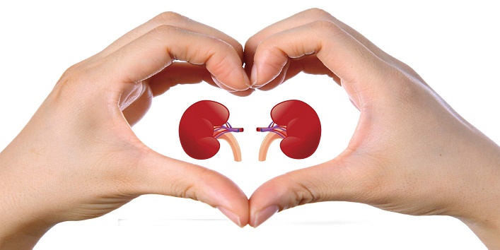 Promotes kidney health