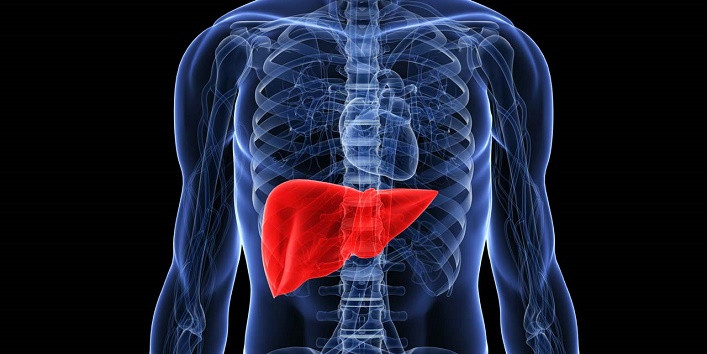 Promotes liver function