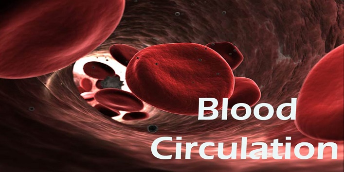  Improves blood circulation