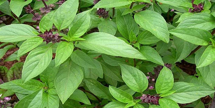 Basil leaves and honey